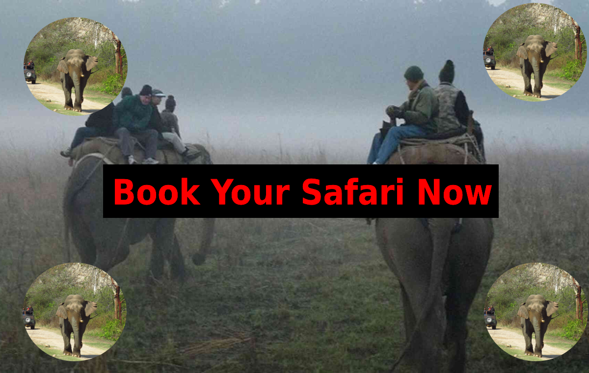 Which is Better: Jeep Safari or Elephant Safari in Jim Corbett National Park? (2026 Complete Guide)